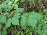 Lonicera xylosteum. Часть ветви с незрелыми плодами. Архангельская обл., Вельский р-н, окр. пос. Усть-Шоноша, лес. 17.07.2011.