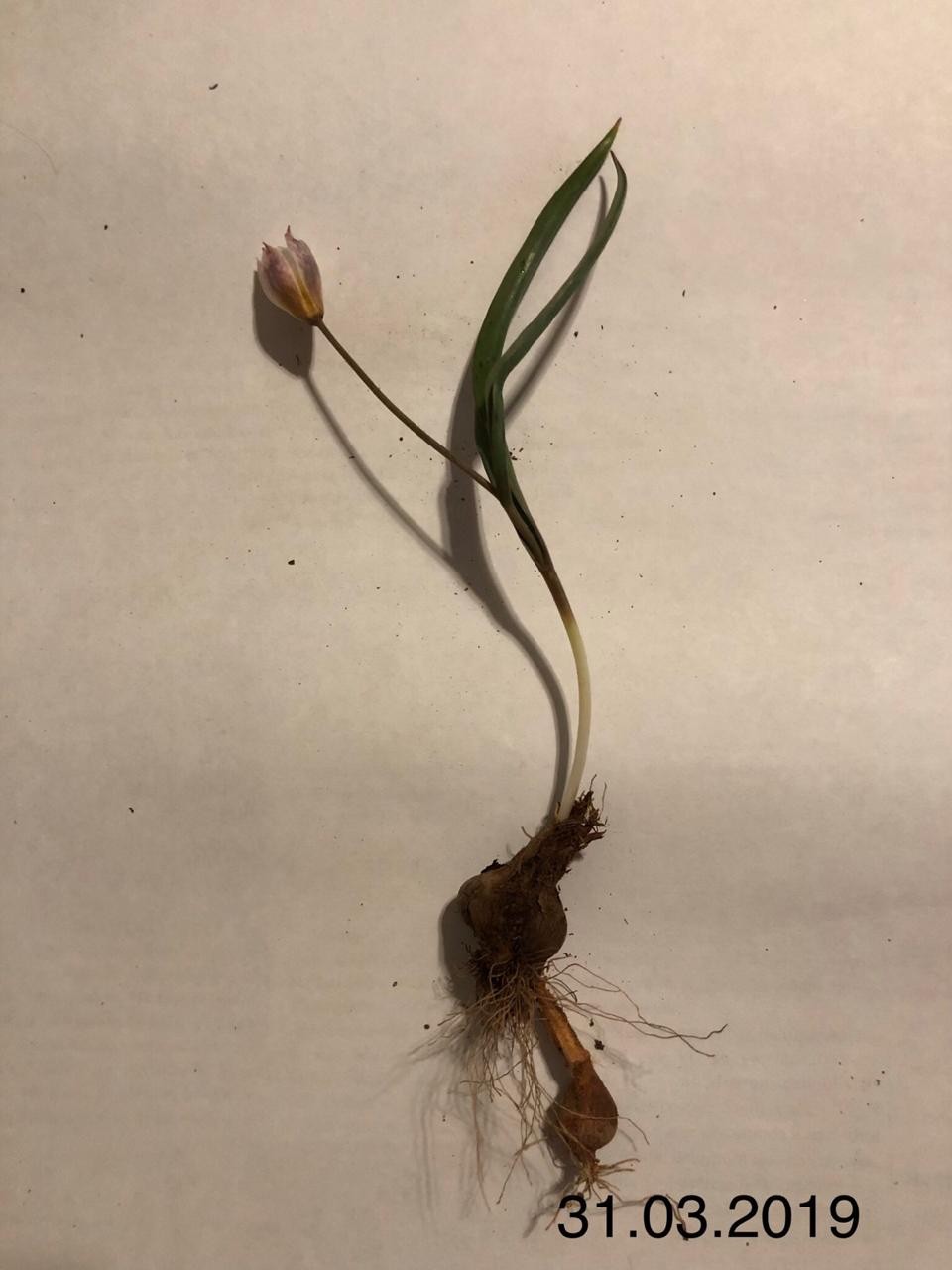 Image of Tulipa biflora specimen.