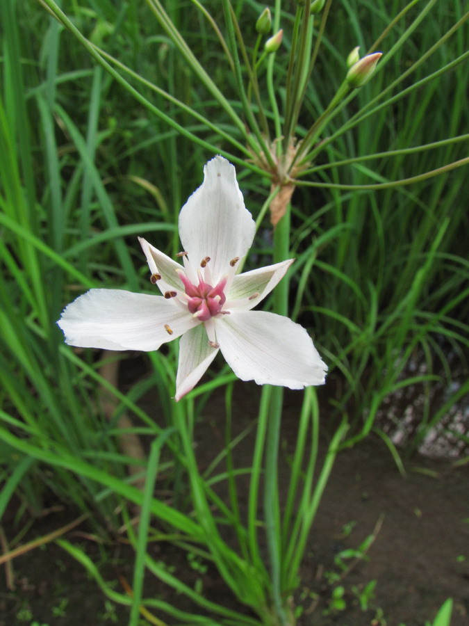 Изображение особи Butomus umbellatus.