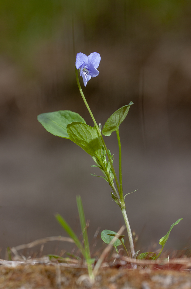 Изображение особи Viola ruppii.