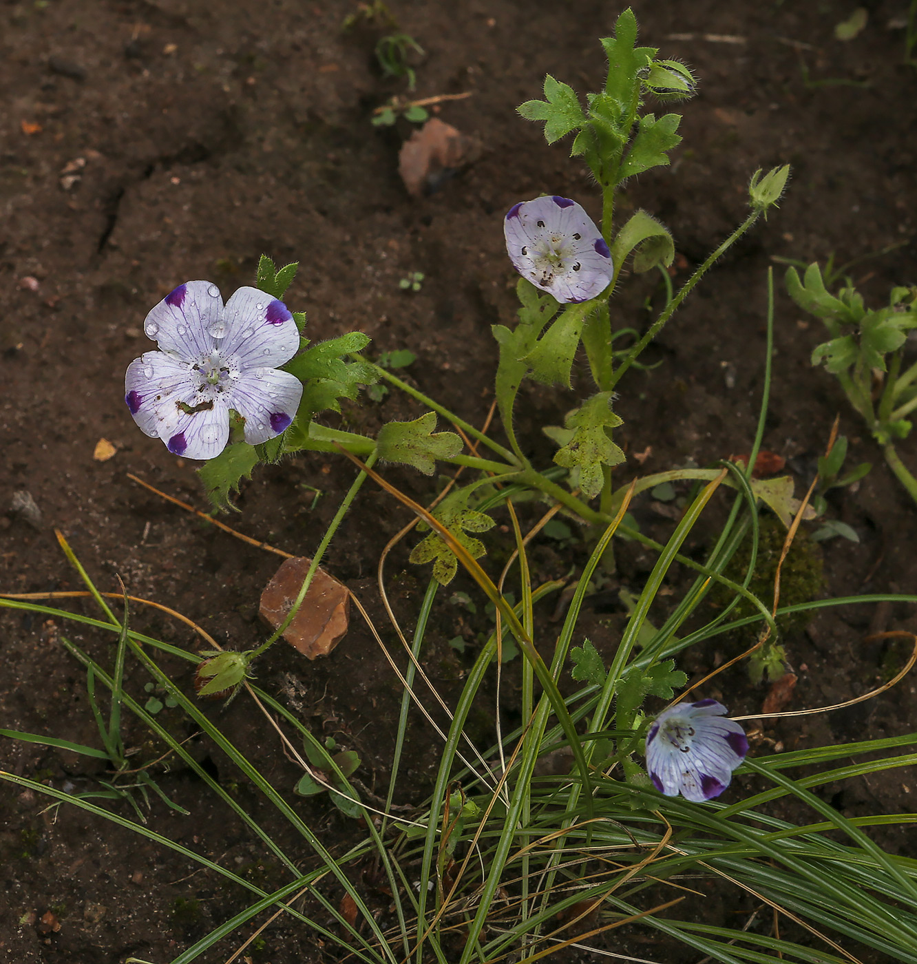 Image of Nemophila maculata specimen.