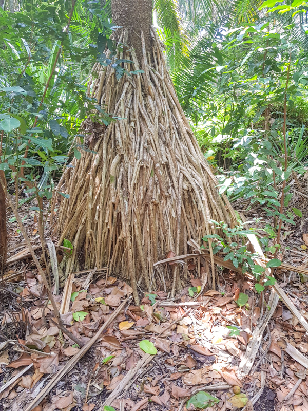 Image of Pandanus rabaiensis specimen.