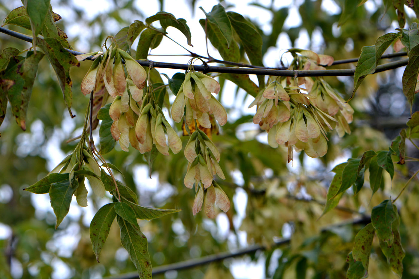 Image of Acer negundo specimen.