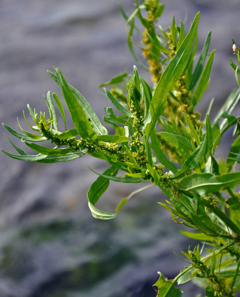 Image of Rumex maritimus specimen.