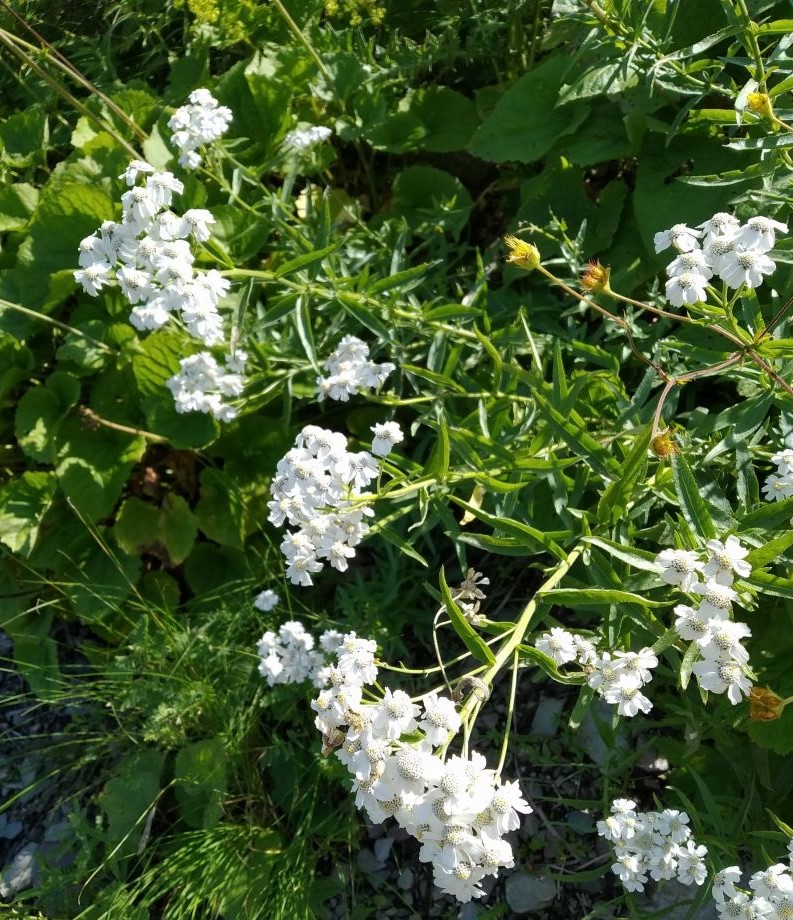 Изображение особи Achillea biserrata.