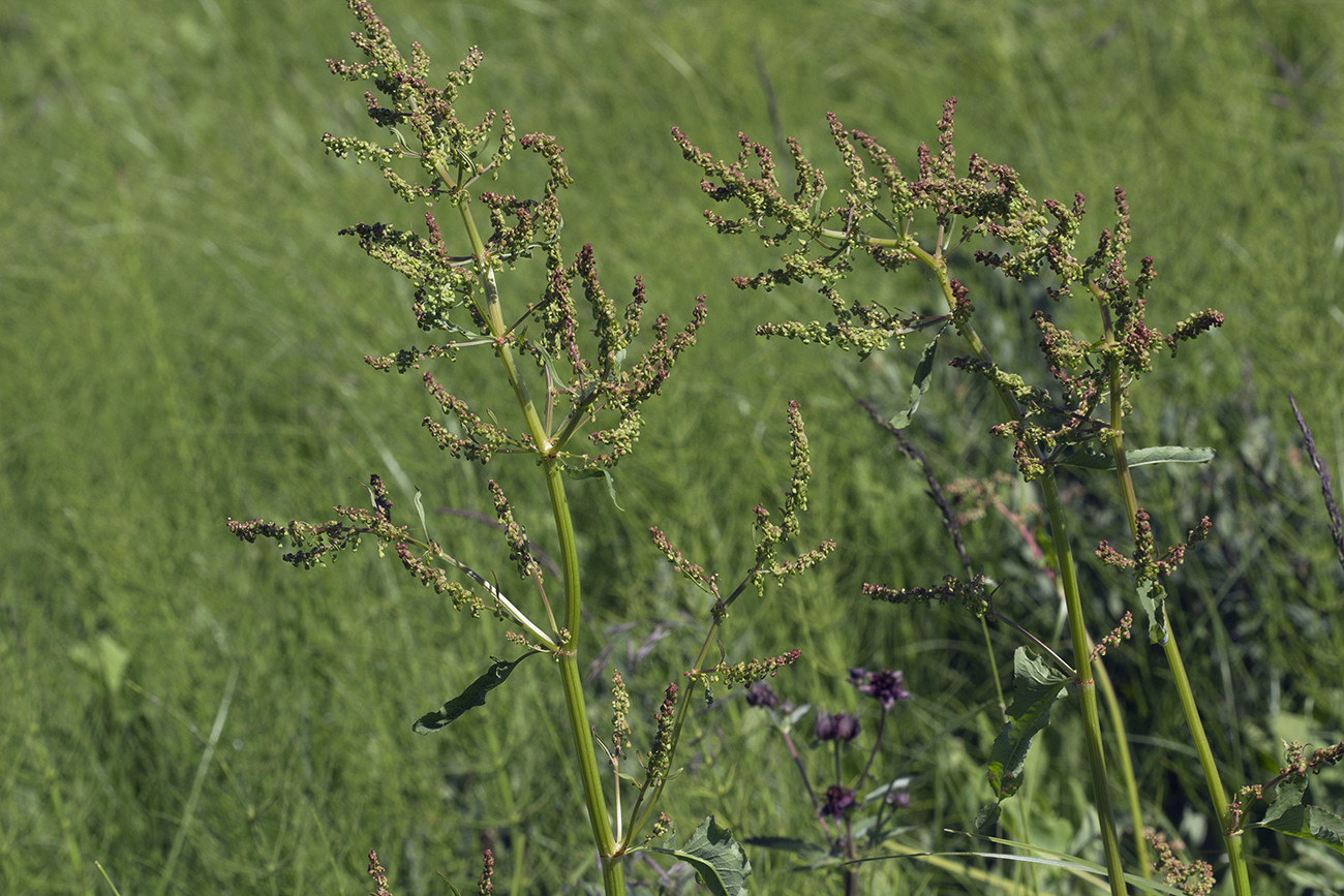 Image of Rumex gmelinii specimen.