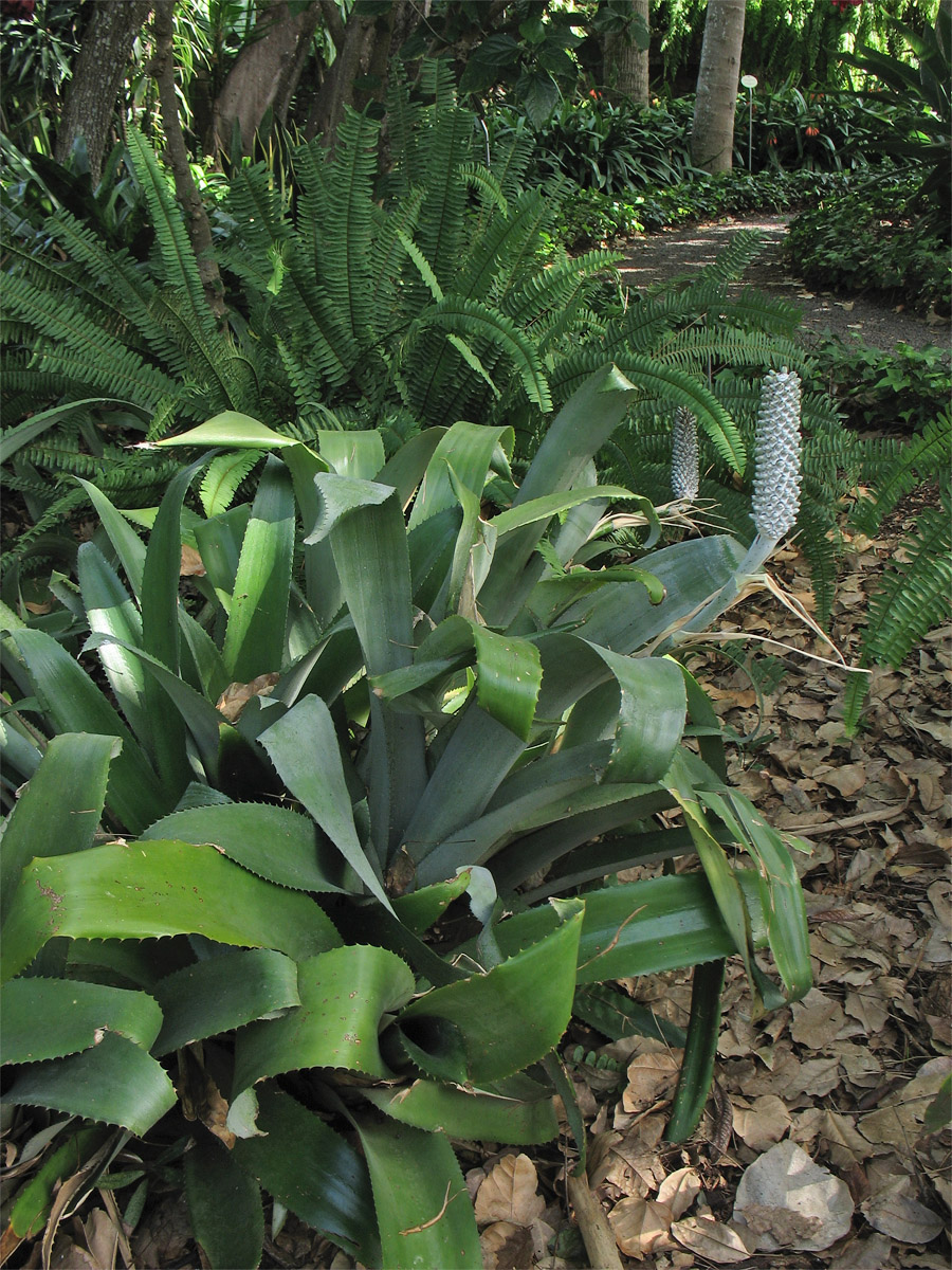 Image of Aechmea bromeliifolia var. albobracteata specimen.