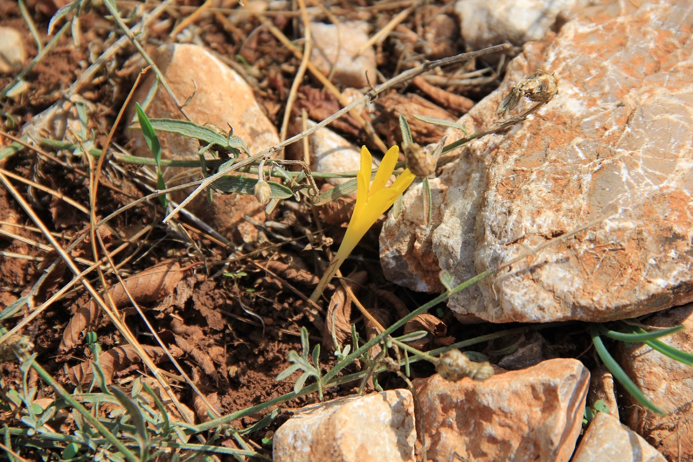 Изображение особи Sternbergia colchiciflora.