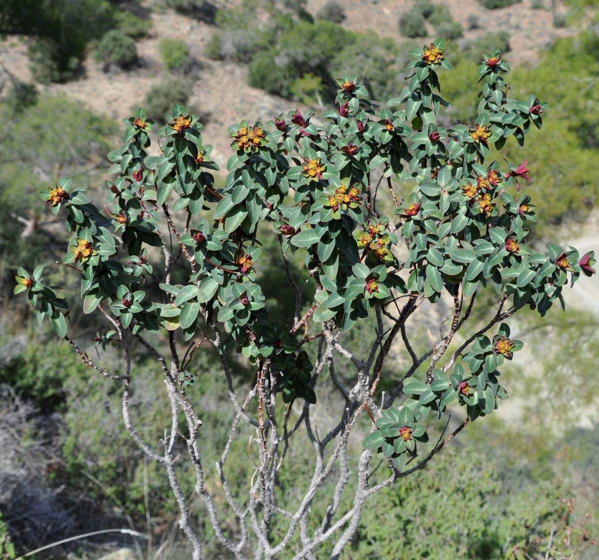 Image of Euphorbia lemesiana specimen.