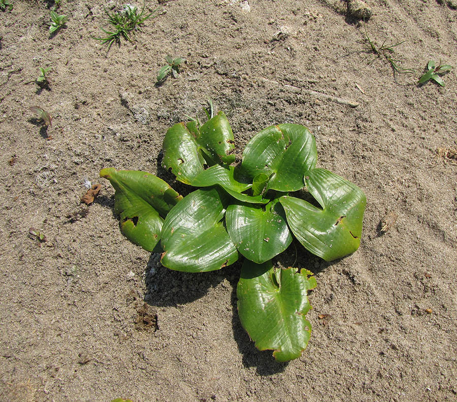 Image of Nuphar lutea specimen.