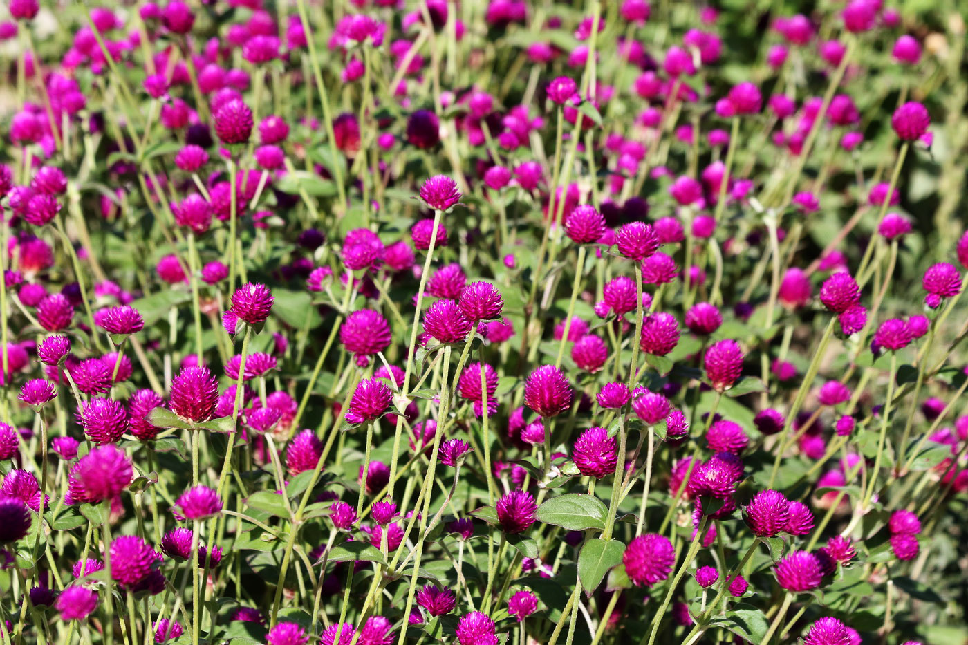 Image of Gomphrena globosa specimen.