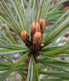 Pinus koraiensis