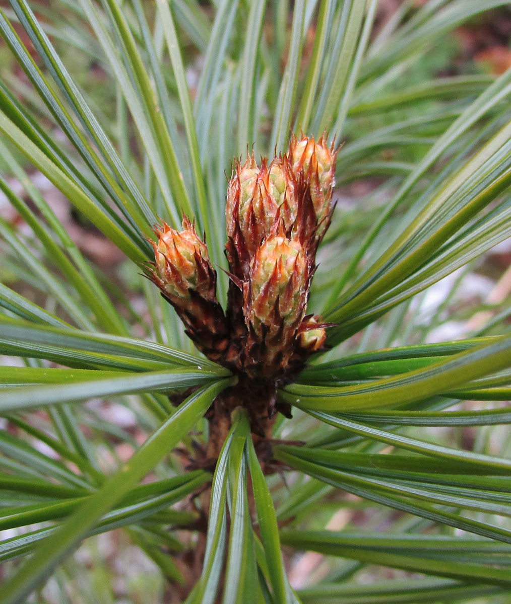 Pinus koraiensis Changbai