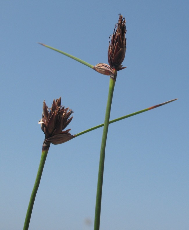 Image of Schoenus nigricans specimen.