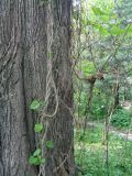 Aristolochia macrophylla. Одревесневшие побеги на стволе дерева. Тверская обл., г. Тверь, Заволжский р-н, ботанический сад ТвГУ, в культуре. 26 мая 2019 г.