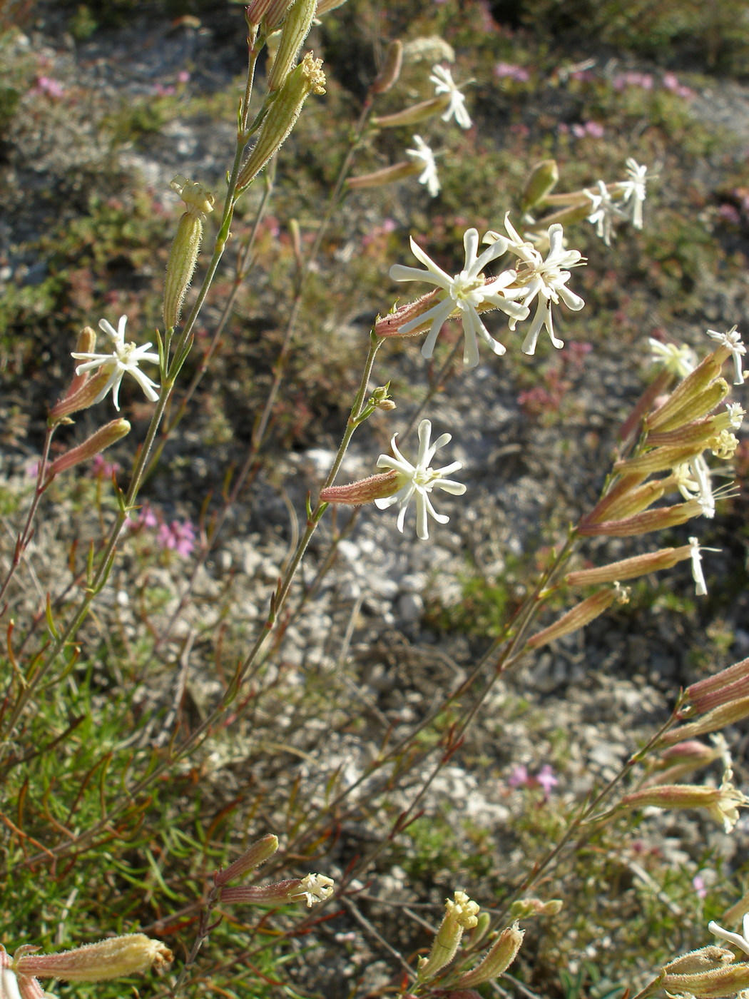 Изображение особи Silene supina.