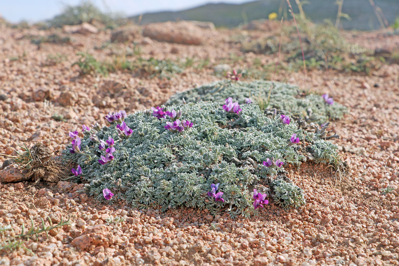 Image of Oxytropis leucocyanea specimen.