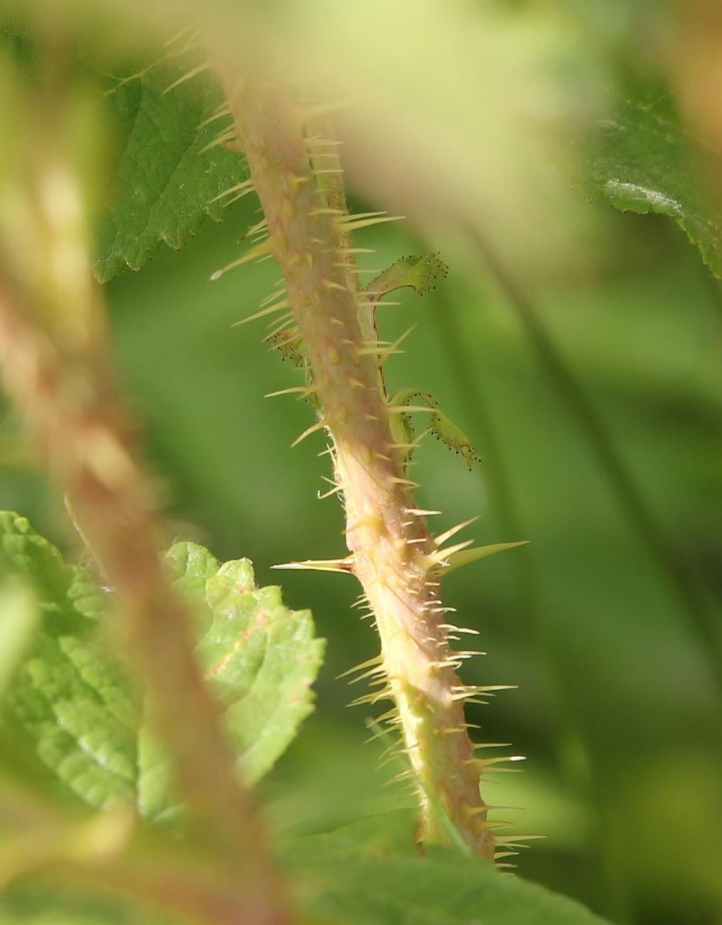 Image of genus Rosa specimen.