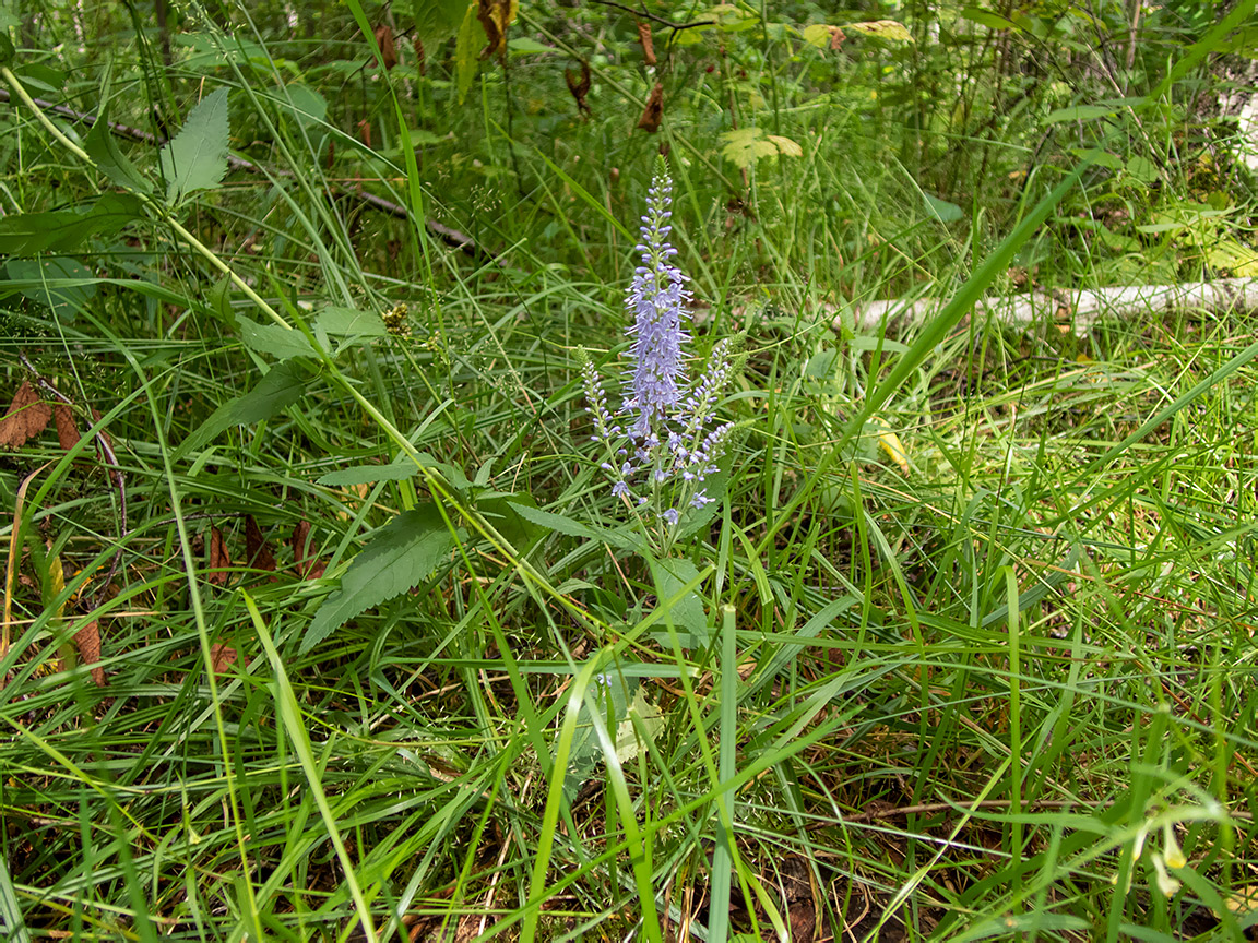 Image of Veronica longifolia specimen.