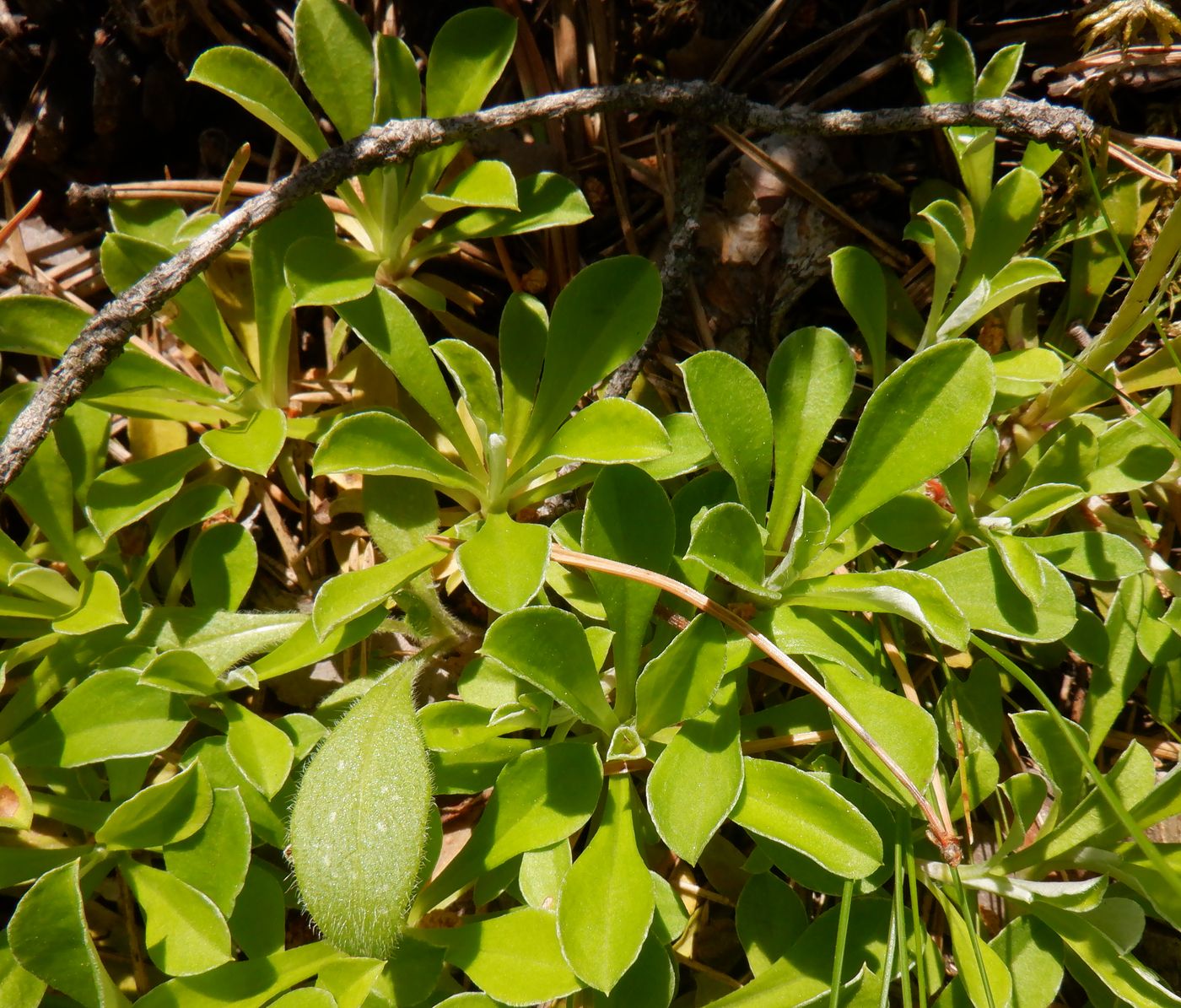 Изображение особи Antennaria dioica.