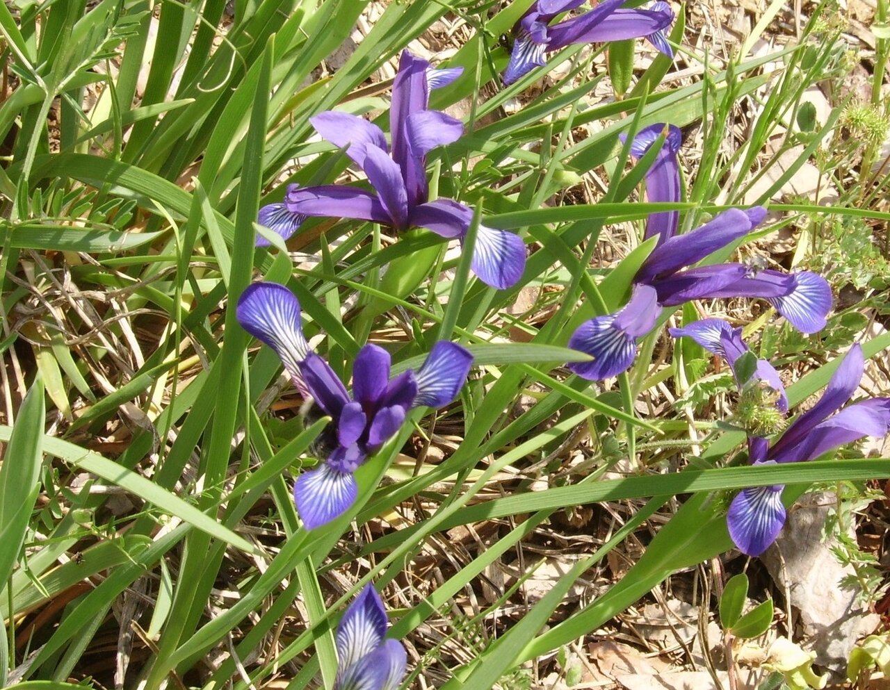 Image of Iris sintenisii specimen.