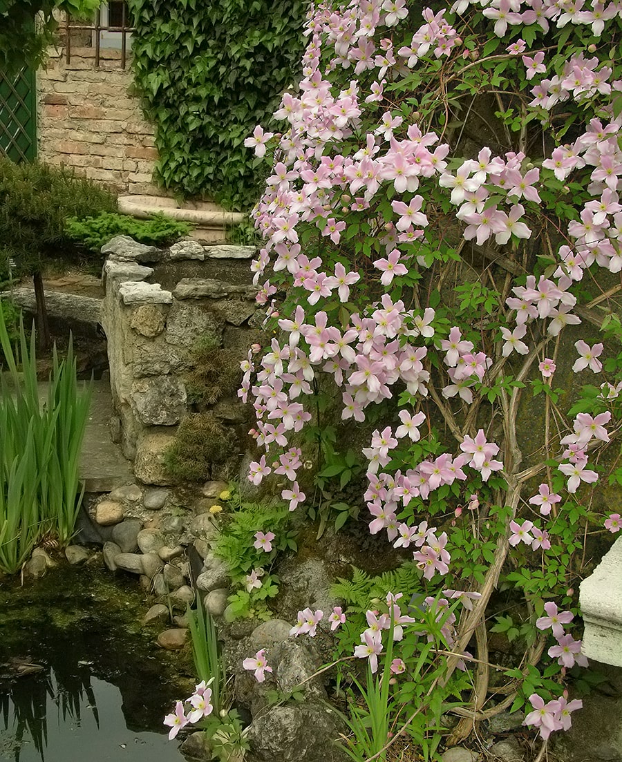 Image of Clematis montana var. grandiflora specimen.