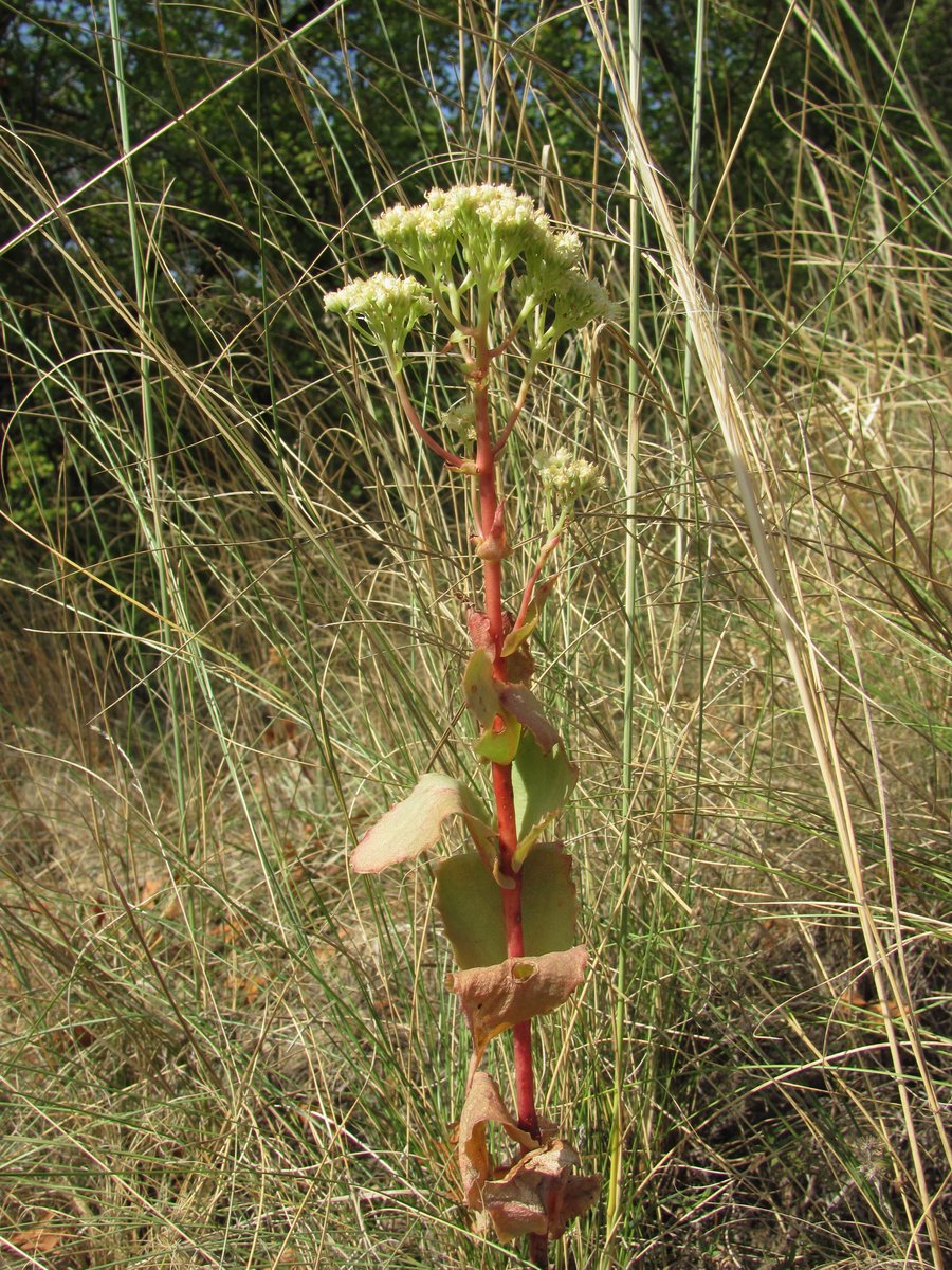 Image of Hylotelephium caucasicum specimen.