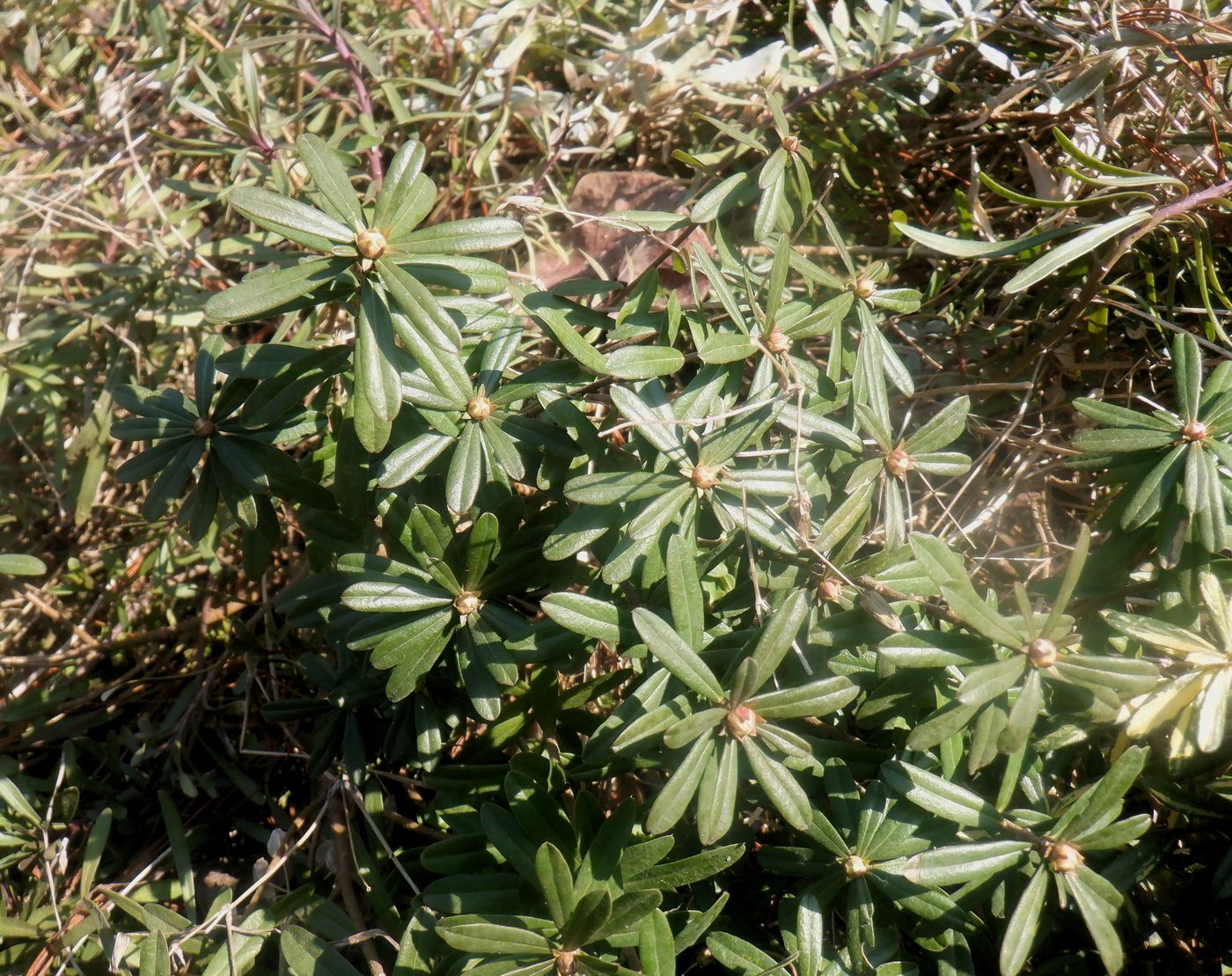 Image of Daphne cneorum specimen.