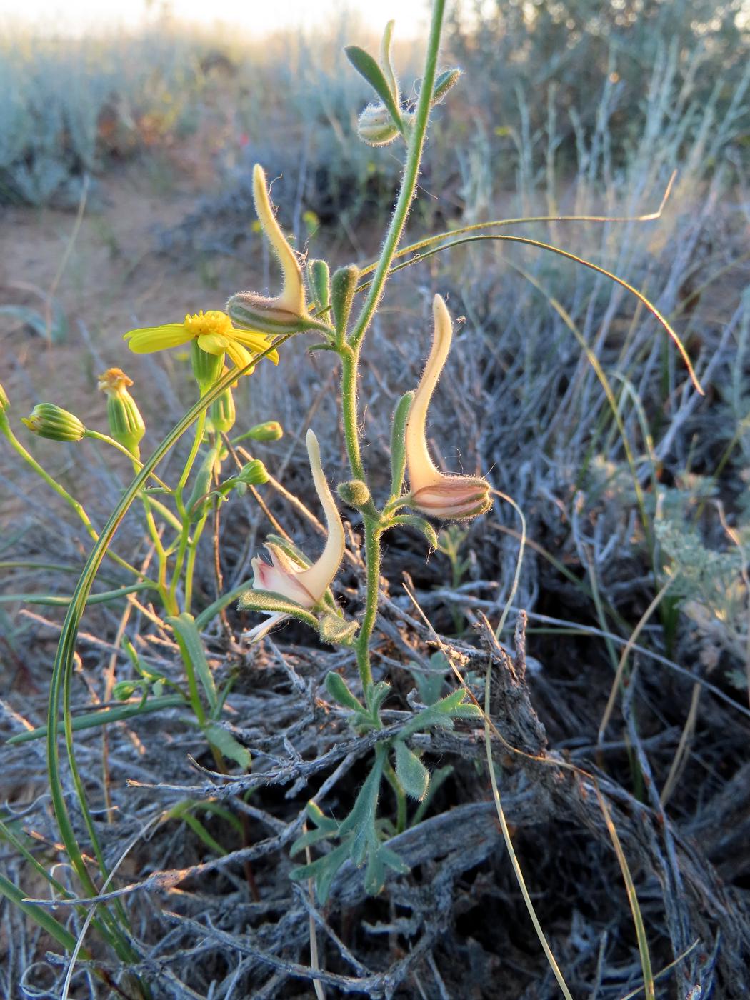 Image of Delphinium rugulosum specimen.