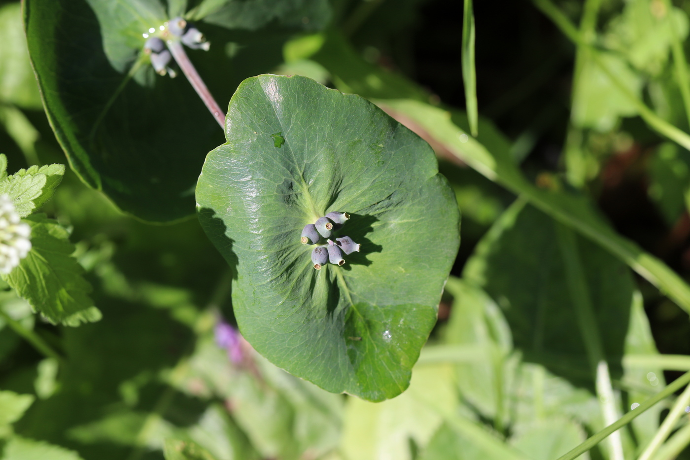 Image of Lonicera caprifolium specimen.