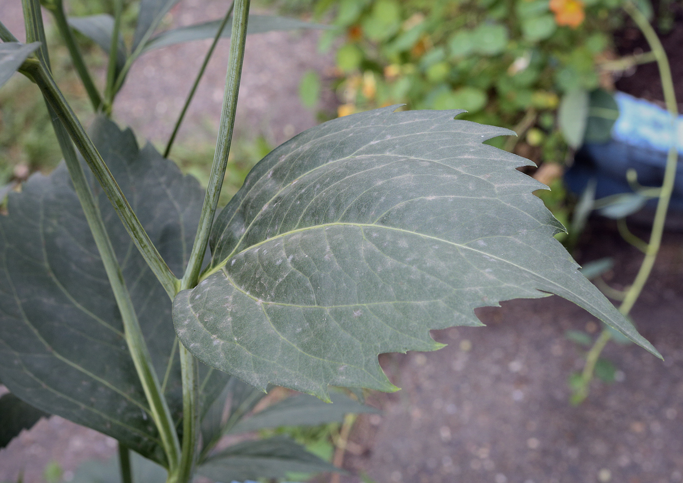 Image of Rudbeckia laciniata specimen.