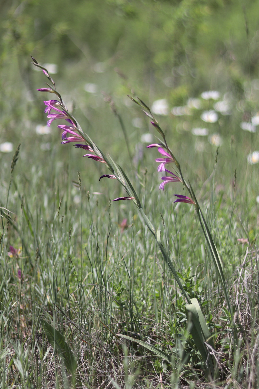 Изображение особи Gladiolus italicus.