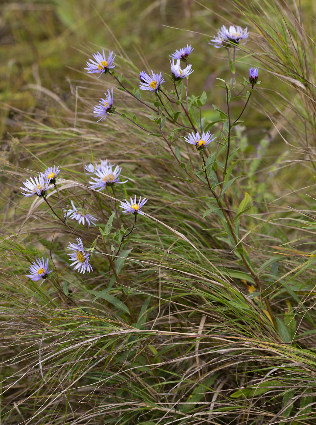 Изображение особи Aster maackii.