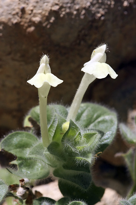 Image of Scutellaria immaculata specimen.