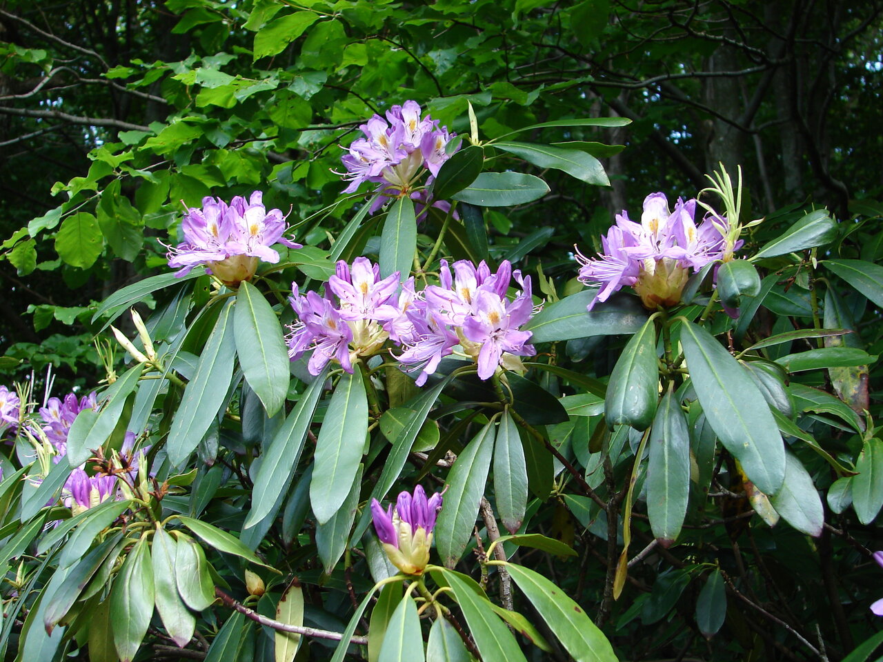 Изображение особи Rhododendron ponticum.