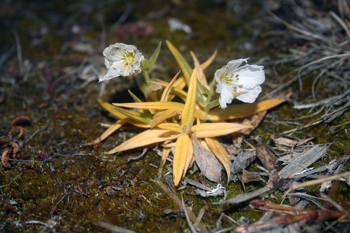 Image of Cerastium maximum specimen.