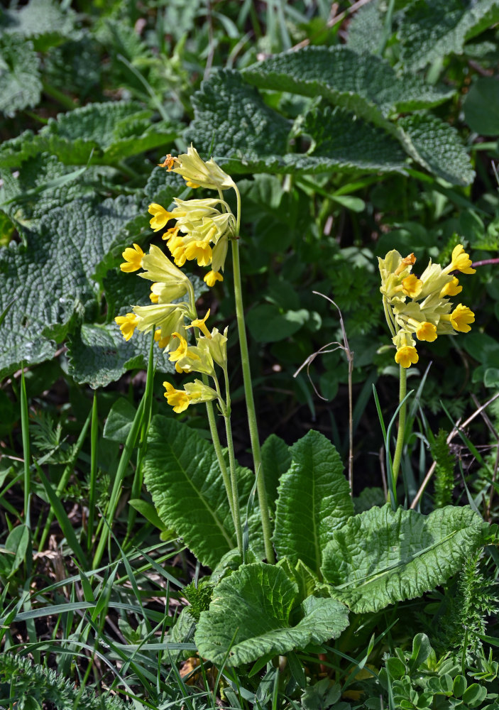 Image of Primula macrocalyx specimen.