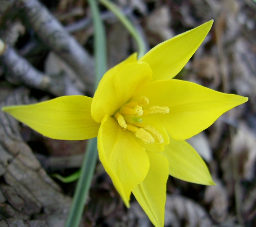 Image of Tulipa biebersteiniana specimen.