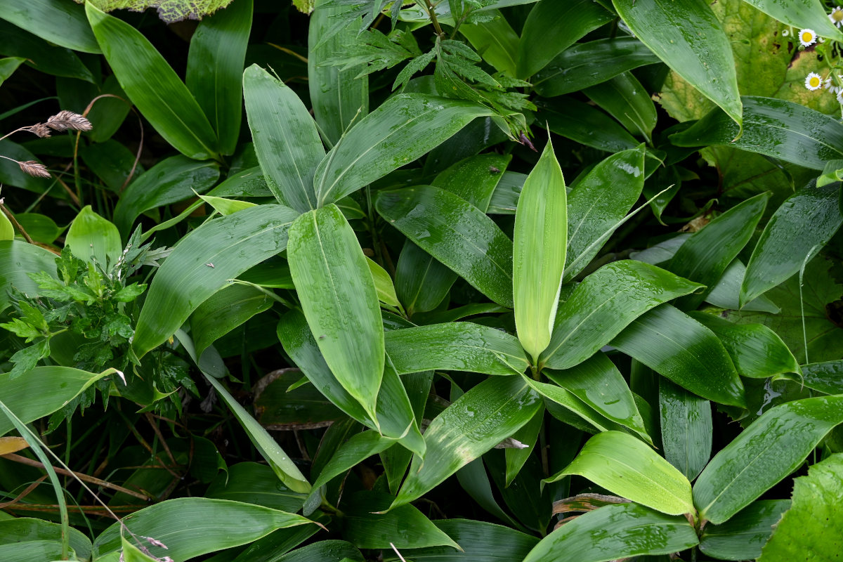 Image of genus Sasa specimen.