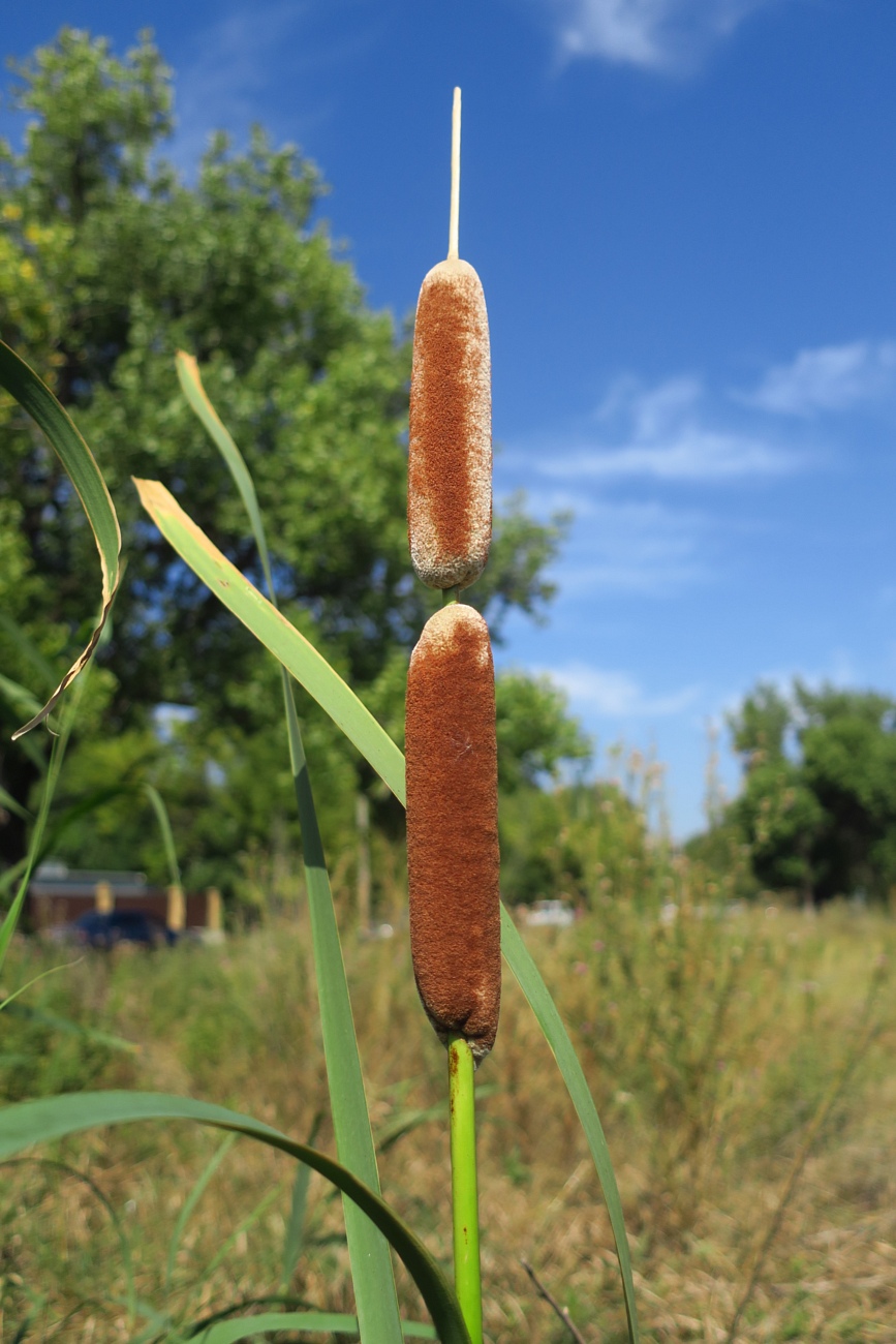 Image of Typha &times; glauca specimen.