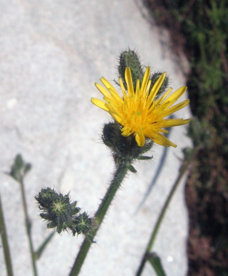 Image of Picris nuristanica specimen.