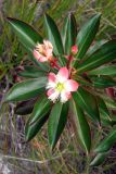 Ploiarium alternifolium. Верхняя часть цветущего растения. Малайзия, штат Саравак, национальный парк \"Бако\". 30.04.2008.