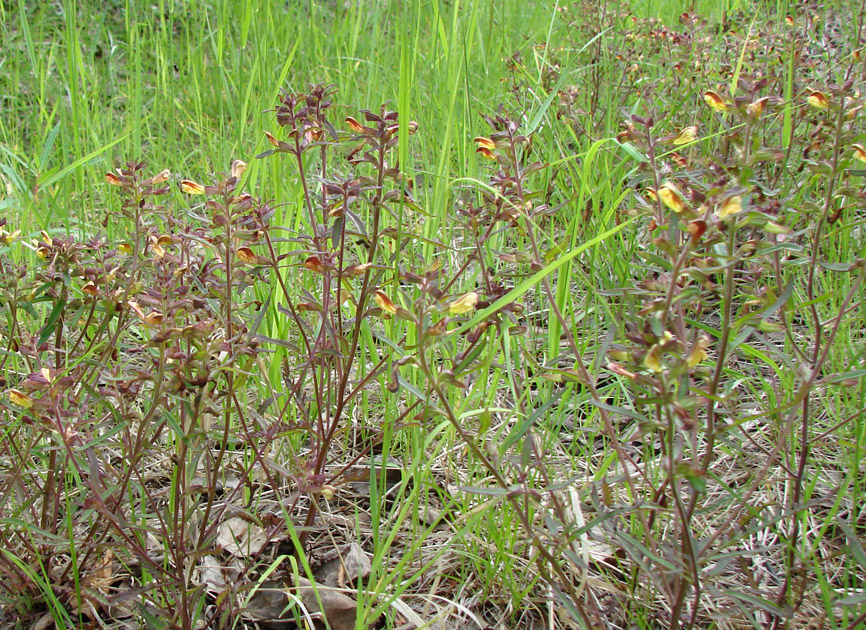 Изображение особи Pedicularis labradorica.