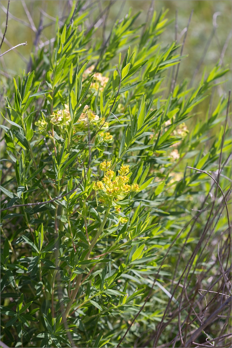 Image of genus Euphorbia specimen.