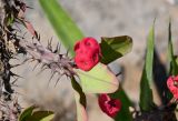 Euphorbia splendens