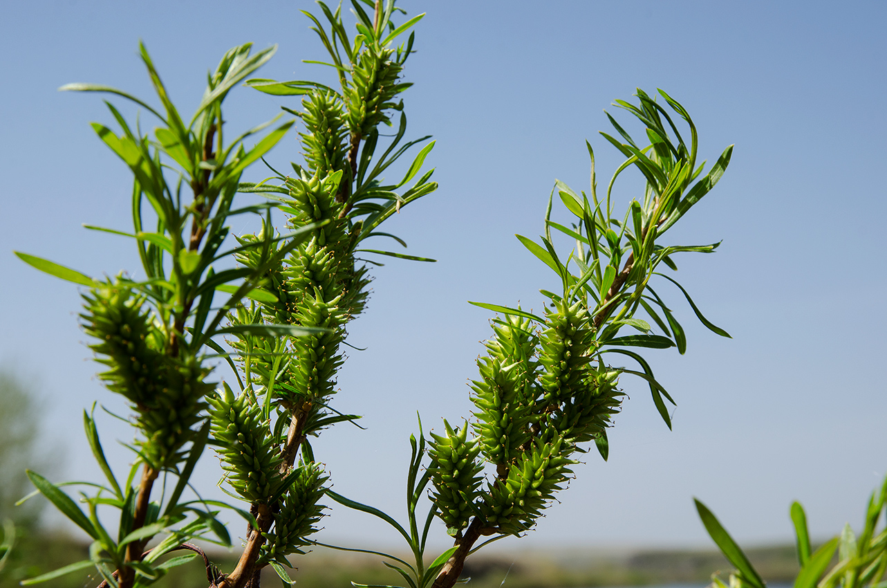 Image of genus Salix specimen.