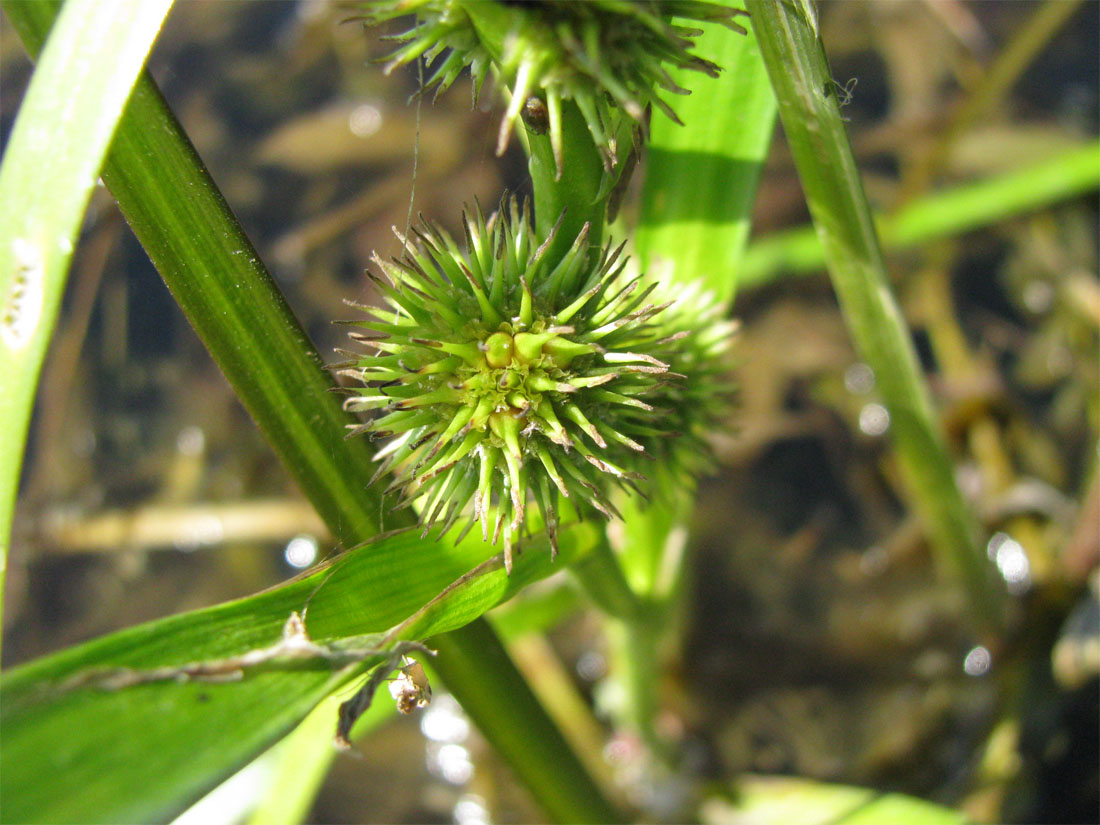 Image of Sparganium emersum specimen.