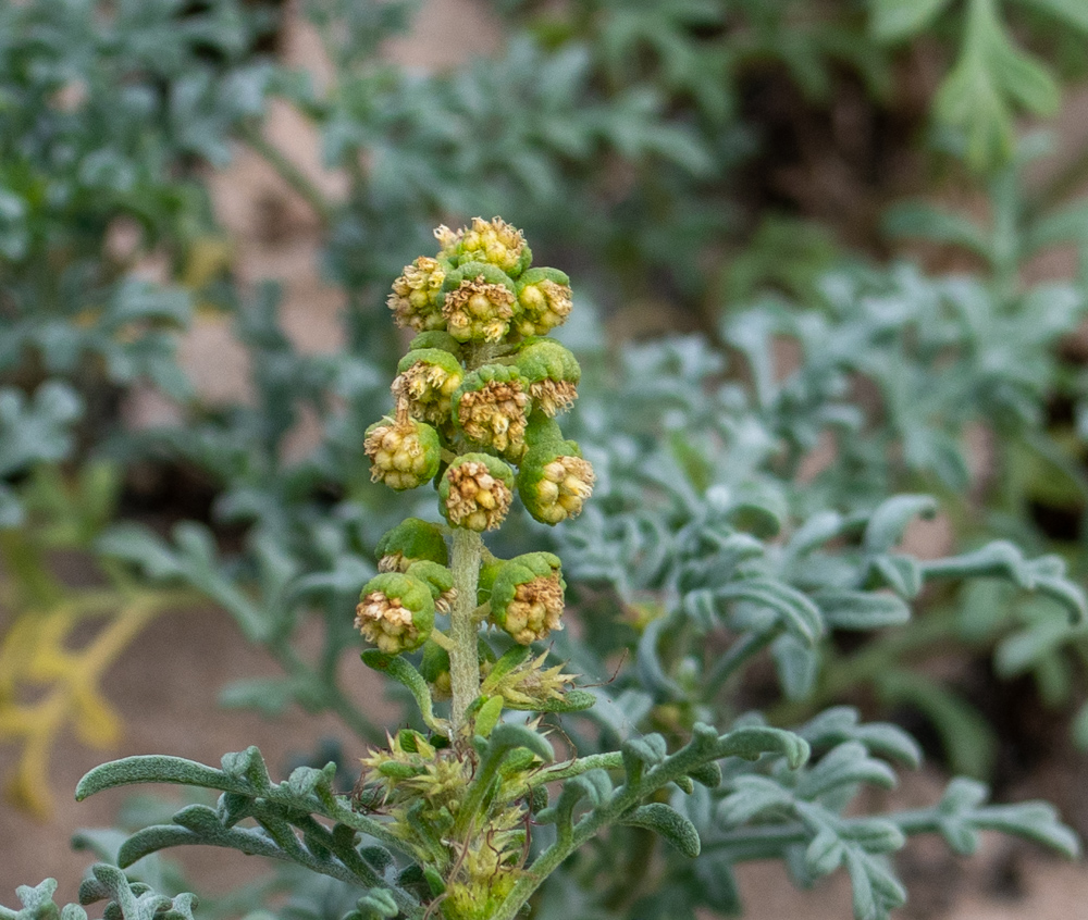 Изображение особи Ambrosia chamissonis.