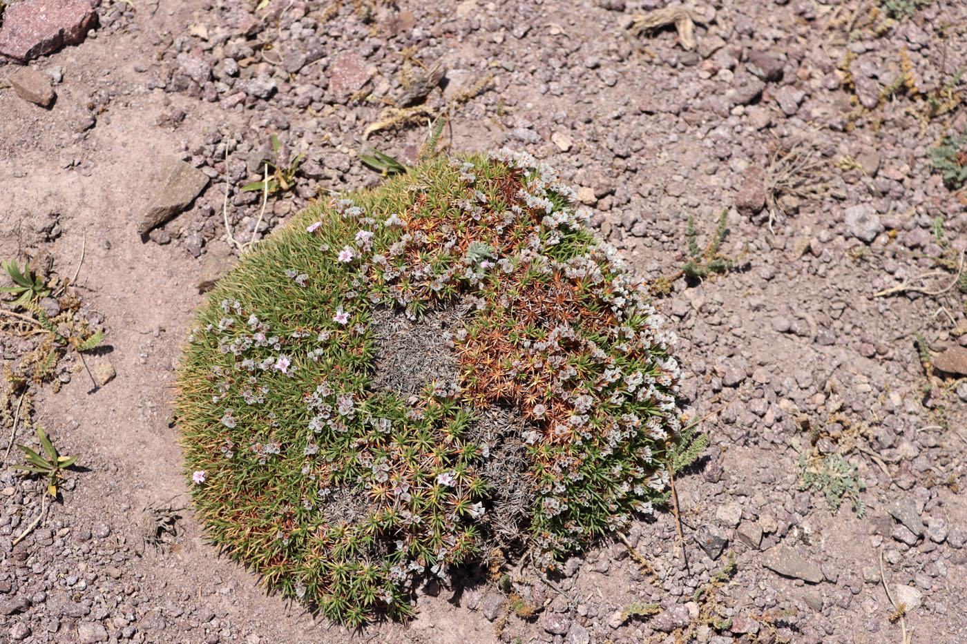 Image of Acantholimon korolkowii specimen.