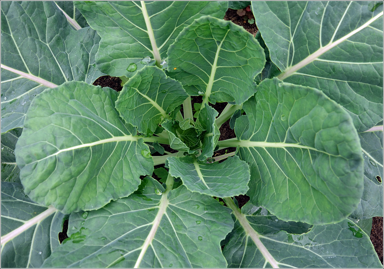 Image of Brassica oleracea var. gemmifera specimen.